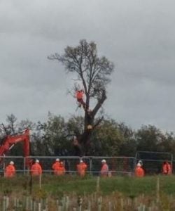 cubbington pear tree felled by hs2